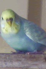 blossommutation2.gif