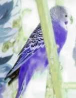 violetbudgie.jpg