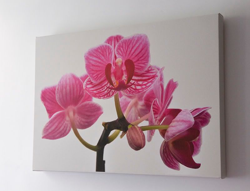 Orchid Canvas