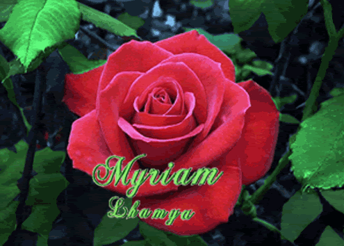 Myriam-Lhamya.gif picture by LhamyaBrasil
