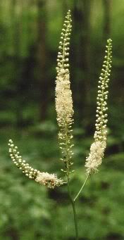 Black Cohosh Pictures, Images and Photos