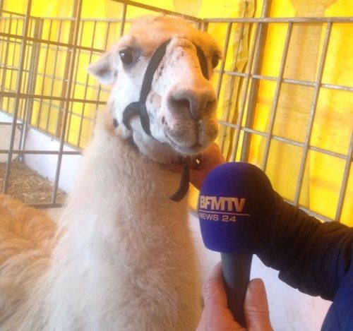  photo llama2_zps50ecfbe3.jpg