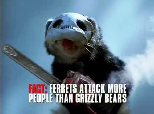Forum Image: http://i219.photobucket.com/albums/cc33/YORKvsNARUTO/ferret.jpg