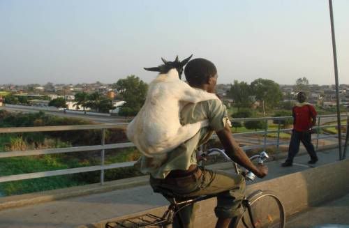 goat on bike photo:  goat.jpg