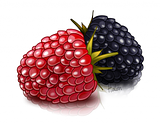 th_raspberry2_zps281a37ab.png
