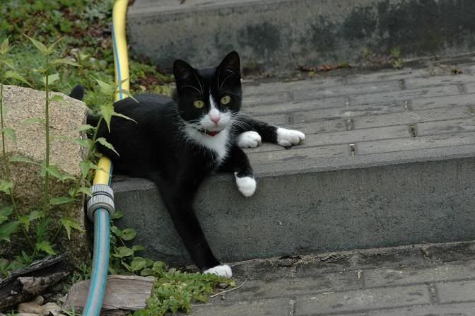 DSC_0096.jpg