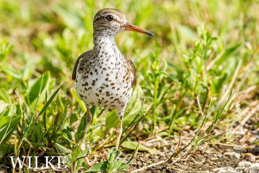 IMAGE: http://i219.photobucket.com/albums/cc54/biffbradford/2016%20Birds/20160623-CQ6G9145small_zps1fwfyp5p.jpg