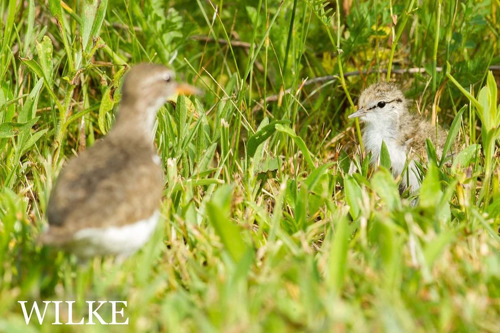 IMAGE: http://i219.photobucket.com/albums/cc54/biffbradford/2016%20Birds/20160623-CQ6G9178small_zps3qwyezbr.jpg