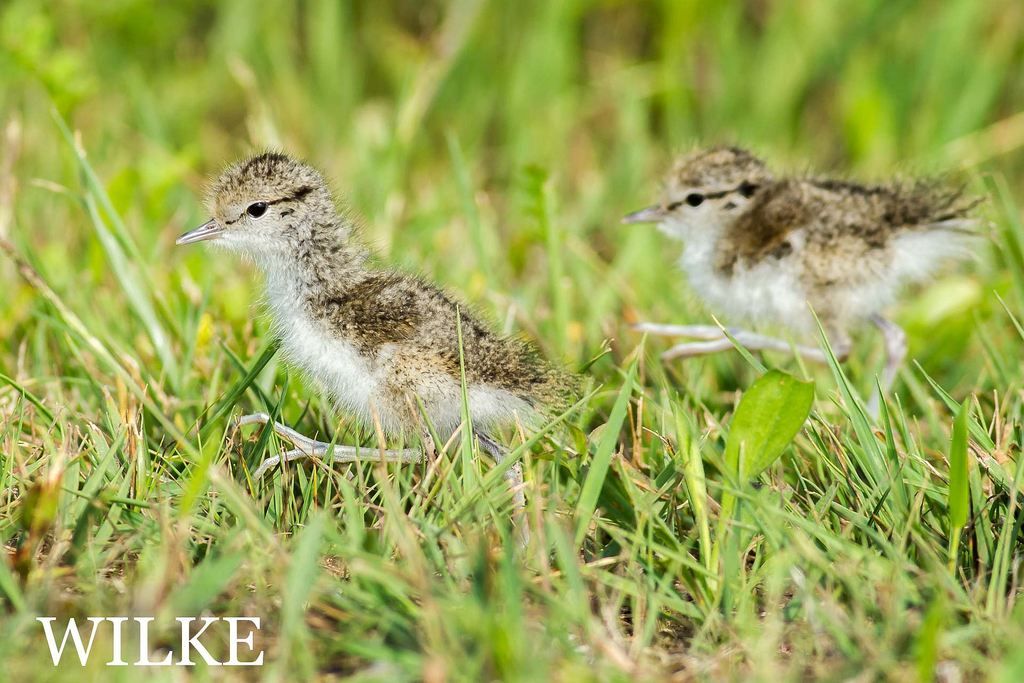 IMAGE: http://i219.photobucket.com/albums/cc54/biffbradford/2016%20Birds/20160623-CQ6G9227small_zps3fg19leh.jpg