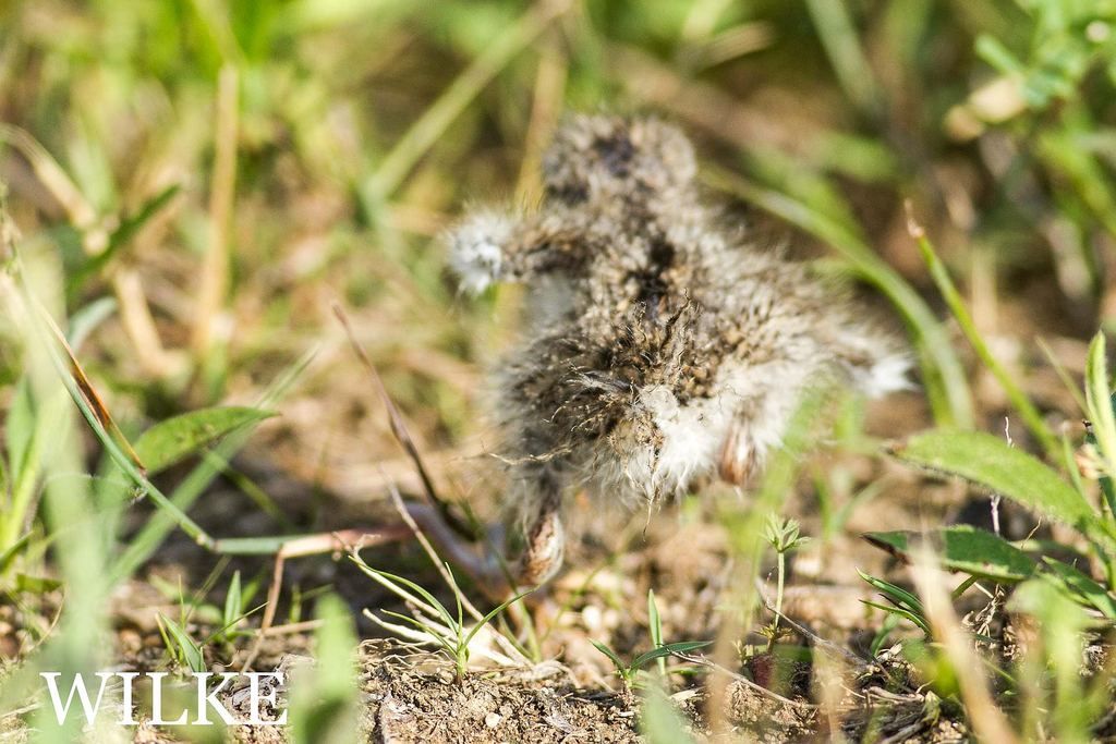 IMAGE: http://i219.photobucket.com/albums/cc54/biffbradford/2016%20Birds/20160623-CQ6G9265small_zps96nzusyt.jpg