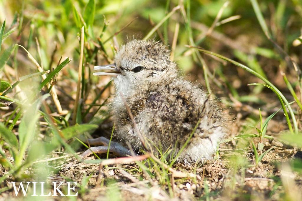 IMAGE: http://i219.photobucket.com/albums/cc54/biffbradford/2016%20Birds/20160623-CQ6G9278small_zpsiu8tz7cm.jpg