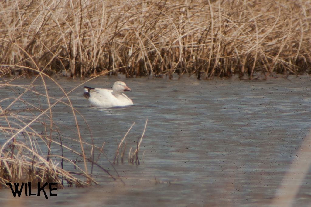 IMAGE: http://i219.photobucket.com/albums/cc54/biffbradford/Birds/2015/2xtest-4451_zpsoy3jagy6.jpg