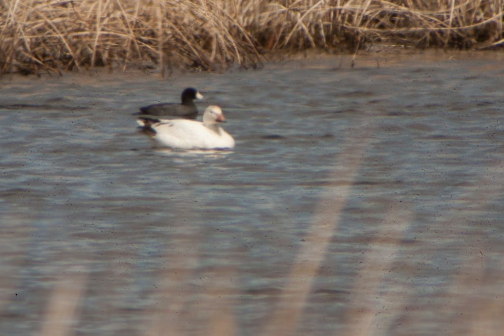 IMAGE: http://i219.photobucket.com/albums/cc54/biffbradford/Birds/2015/2xtest-4473_zpsbwiualzz.jpg