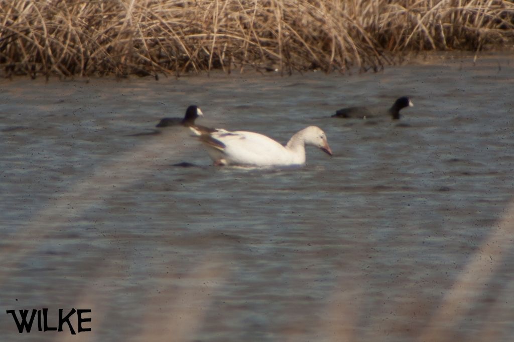 IMAGE: http://i219.photobucket.com/albums/cc54/biffbradford/Birds/2015/2xtest-4479_zps3qj3frdu.jpg