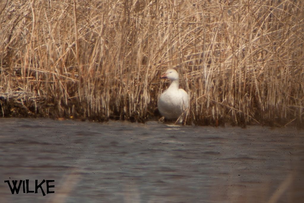 IMAGE: http://i219.photobucket.com/albums/cc54/biffbradford/Birds/2015/2xtest-4523_zpsyo7l2itn.jpg