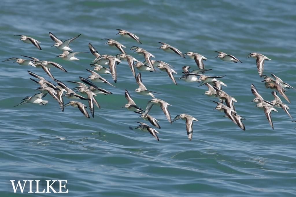 IMAGE: http://i219.photobucket.com/albums/cc54/biffbradford/Birds/BIRD-45SANDERLINGS-3032_zps0190e6e1.jpg