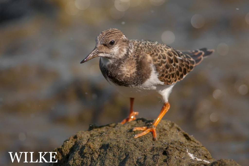 IMAGE: http://i219.photobucket.com/albums/cc54/biffbradford/Birds/BIRD-RUDDYTURNSTONE-321922_zps47b53593.jpg