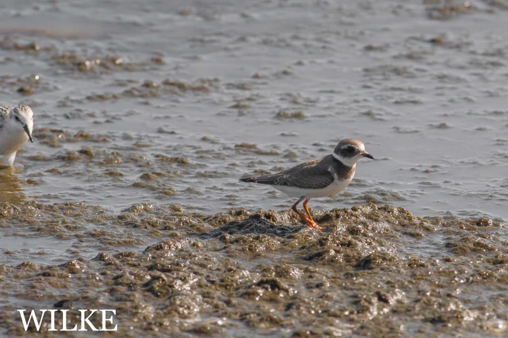 IMAGE: http://i219.photobucket.com/albums/cc54/biffbradford/Birds/BIRD-SEMIPALMATEDPLOVER-306836_zps7014e174.jpg