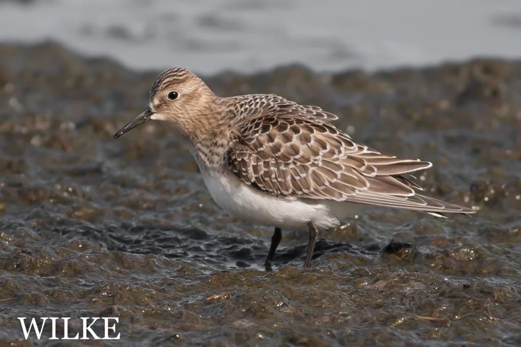 IMAGE: http://i219.photobucket.com/albums/cc54/biffbradford/Birds/BIRD-possBAIRDSSANDPIPER-3416_zps4d9e58bb.jpg