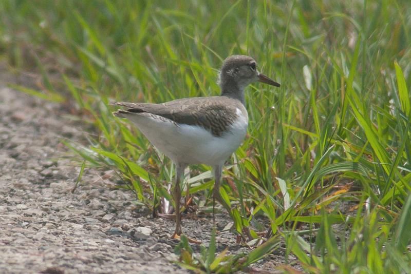 IMAGE: http://i219.photobucket.com/albums/cc54/biffbradford/Birds/BIRDSSANDPIPER-0550small_zpsec75666a.jpg