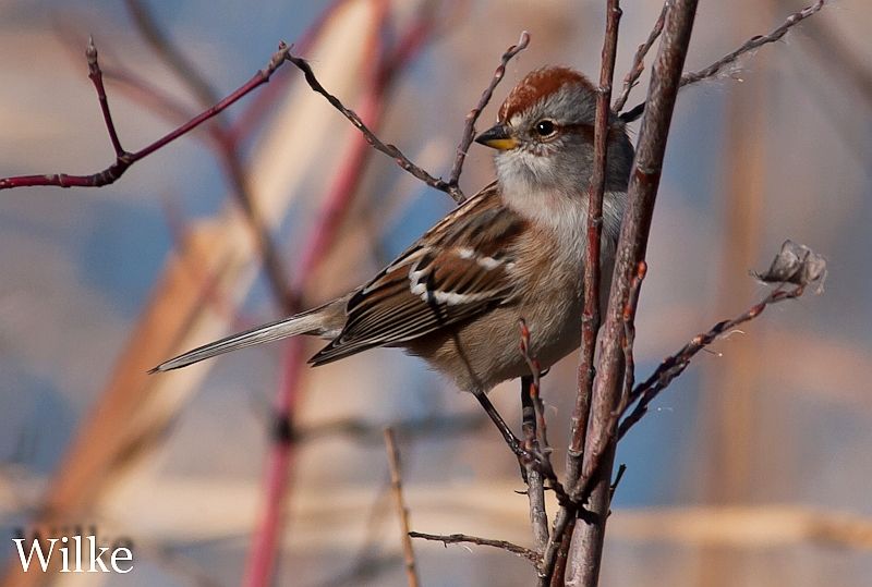 IMAGE: http://i219.photobucket.com/albums/cc54/biffbradford/Birds/Bird-ATreeSparrow-6531.jpg