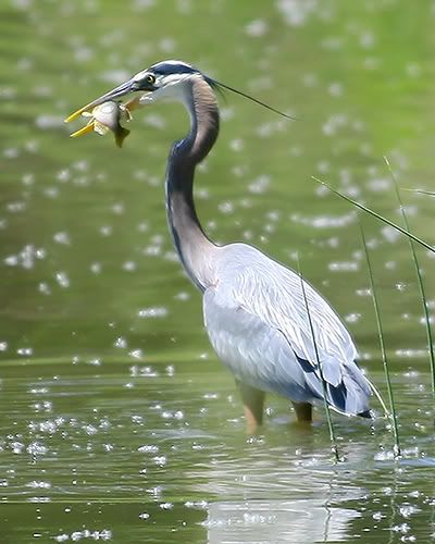 IMAGE: http://i219.photobucket.com/albums/cc54/biffbradford/Birds/HeronFishSmall.jpg