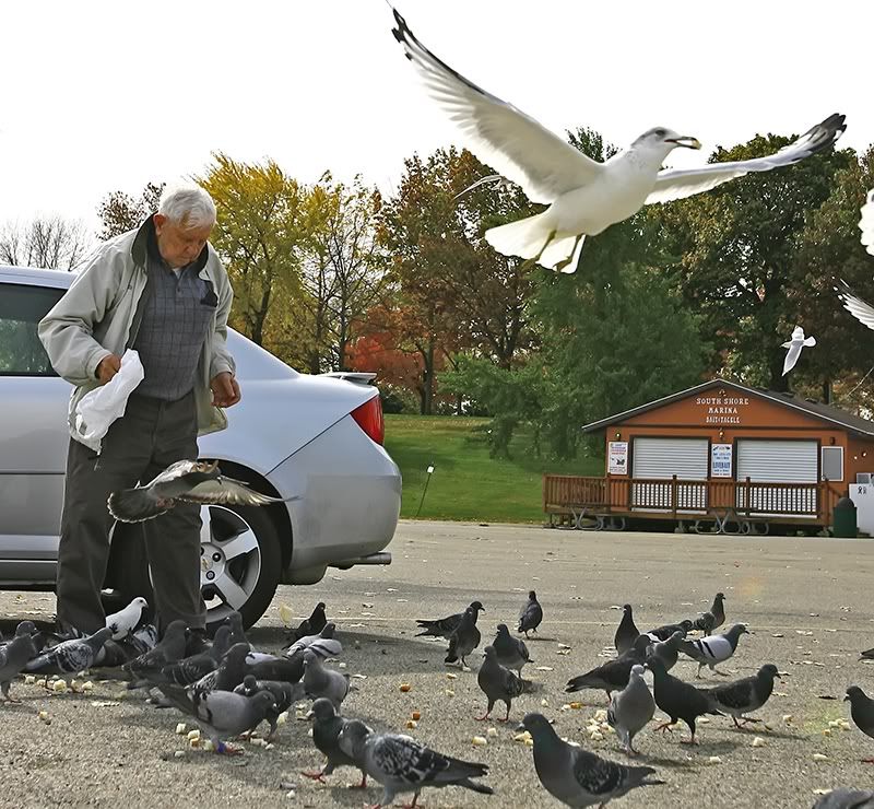 IMAGE: http://i219.photobucket.com/albums/cc54/biffbradford/Birds/Pidgeons1SM.jpg