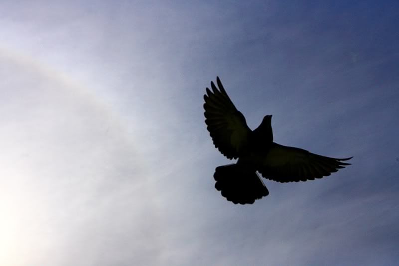 IMAGE: http://i219.photobucket.com/albums/cc54/biffbradford/Birds/Pidgeons3sm.jpg