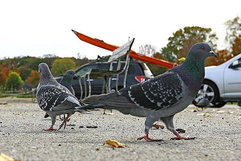 IMAGE: http://i219.photobucket.com/albums/cc54/biffbradford/Birds/Pidgeons4sm.jpg
