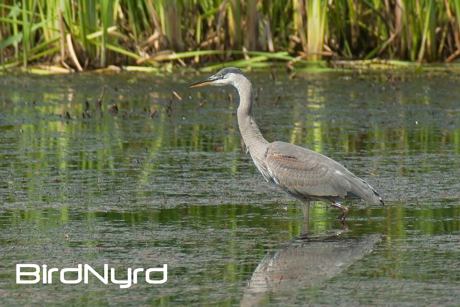 IMAGE: http://i219.photobucket.com/albums/cc54/biffbradford/Birds/supertele-3996_zpsc35b6fc6.jpg