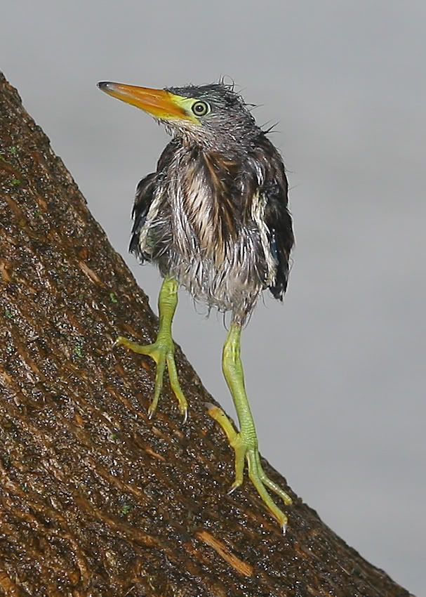 IMAGE: http://i219.photobucket.com/albums/cc54/biffbradford/CBOG8328-1.jpg