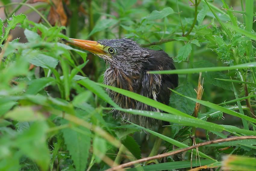 IMAGE: http://i219.photobucket.com/albums/cc54/biffbradford/CBOG8349-1.jpg