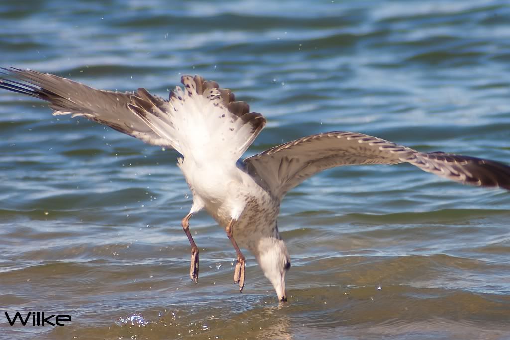 IMAGE: http://i219.photobucket.com/albums/cc54/biffbradford/Rokinon/birdgulldiver1small.jpg