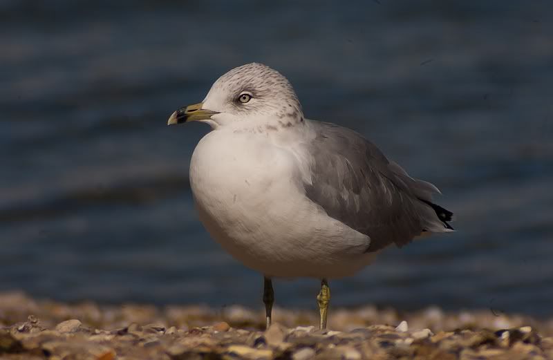 IMAGE: http://i219.photobucket.com/albums/cc54/biffbradford/Rokinon/birdgullsitting1small.jpg