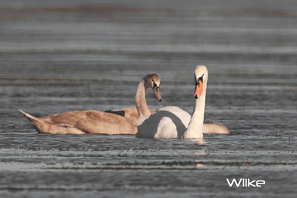 IMAGE: http://i219.photobucket.com/albums/cc54/biffbradford/Rokinon/birdtrumpeterswanssmall-1.jpg