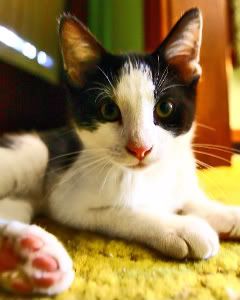 IMAGE: http://i219.photobucket.com/albums/cc54/biffbradford/cats/Elsie.jpg