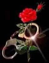 rose cuffs