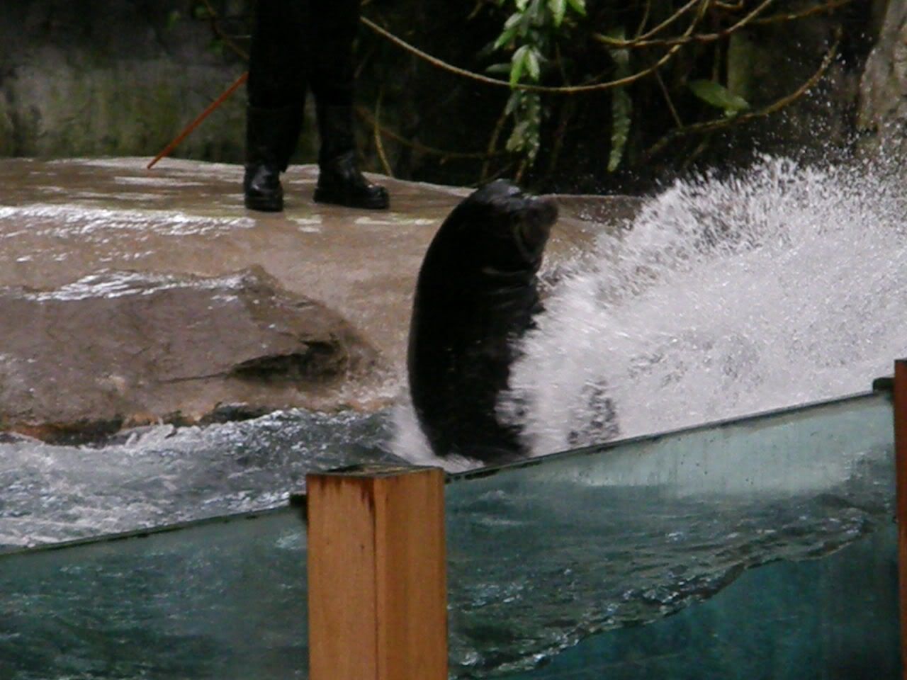 SPLASH!