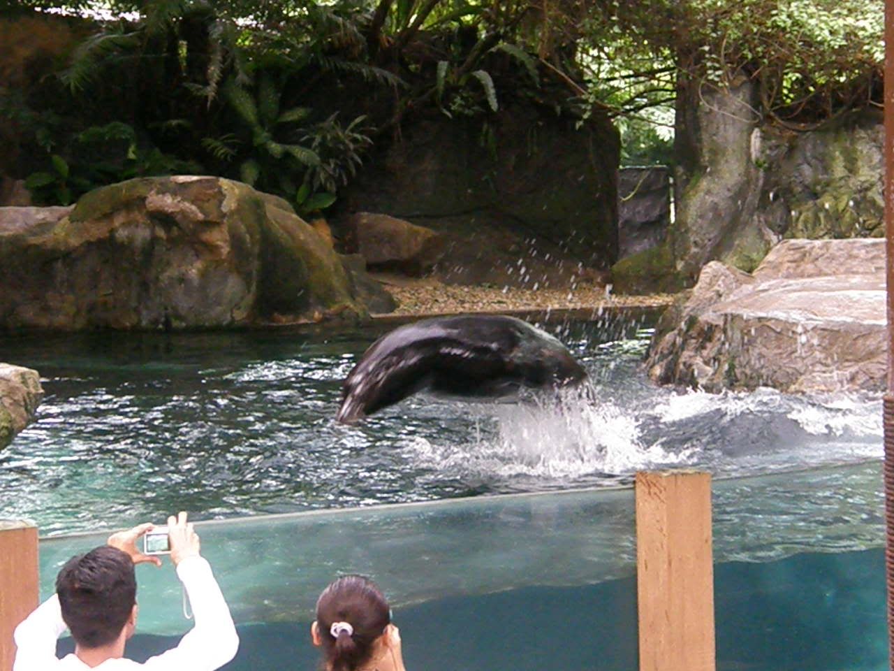 Diving in & out of the water!