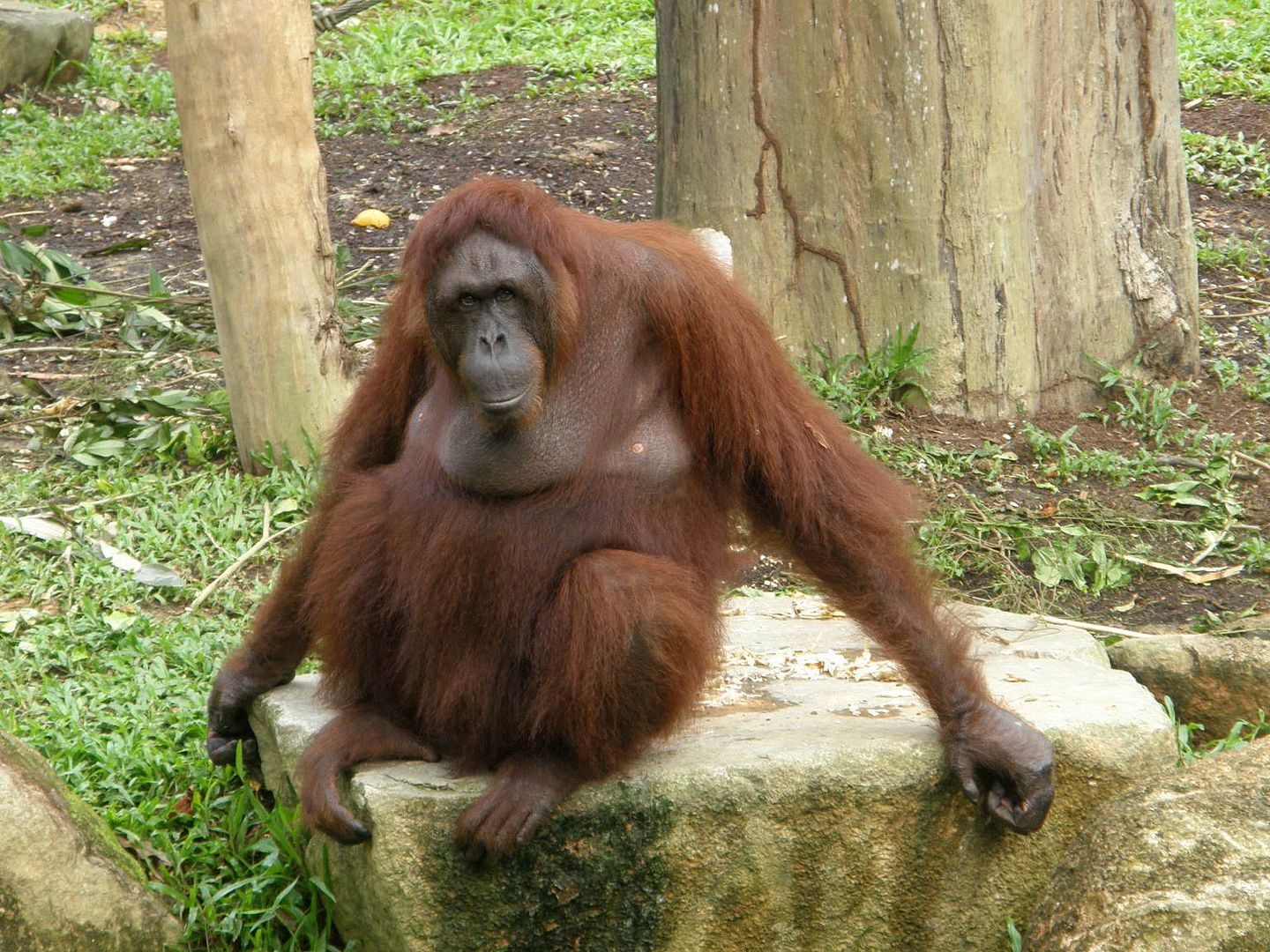 Orang-utan