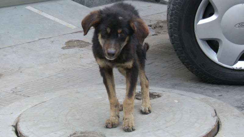 Photo Sharing and Video Hosting at Photobucket