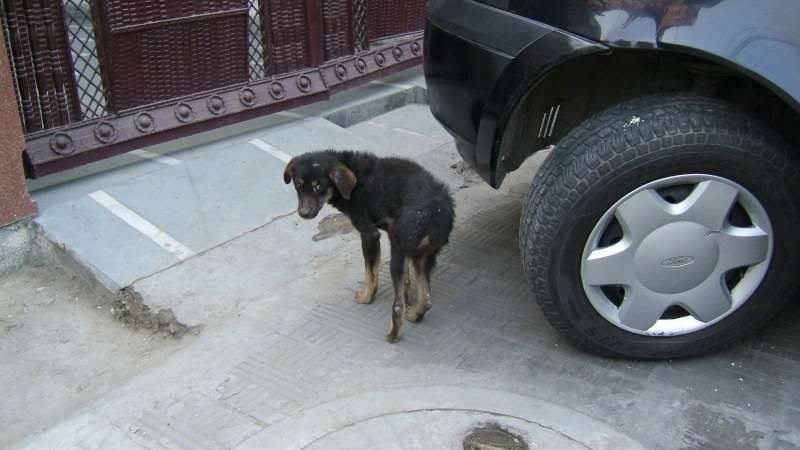 Photo Sharing and Video Hosting at Photobucket