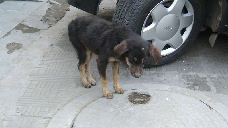 Photo Sharing and Video Hosting at Photobucket