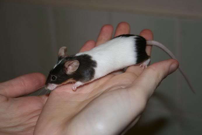 Baby mice update... babies...also some questions... | Reptile Forums