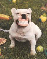 dogpplteeth.jpg dog w ppl teeth image by DPunch25