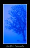 BlueTreeBench-2.jpg image by mbruhl