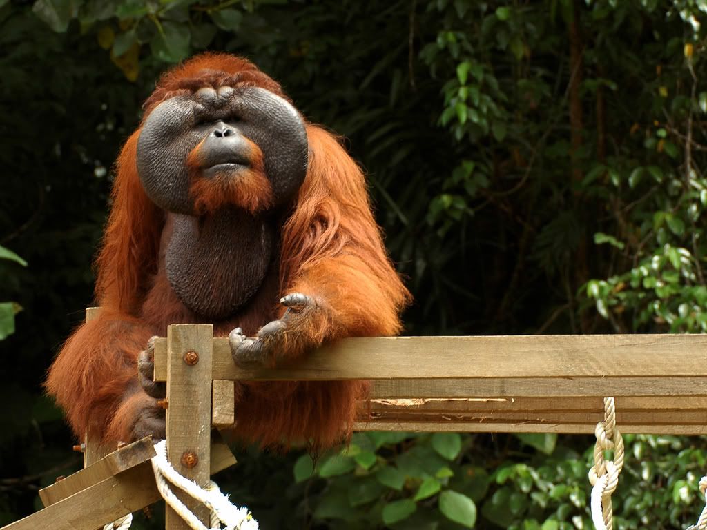 Aman Orangutan