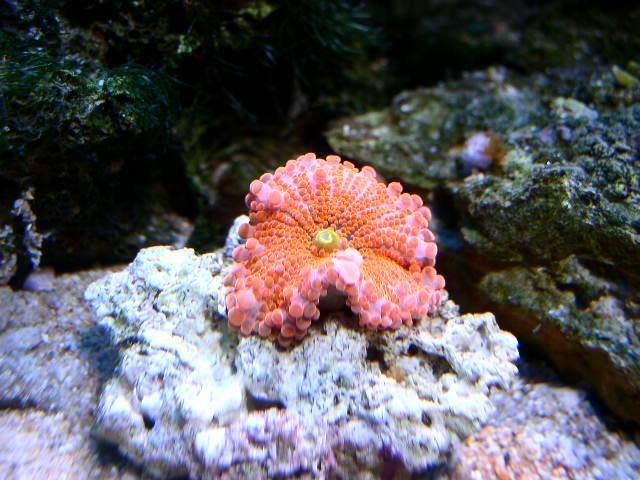 海水中的香菇（虎耳）[3p]