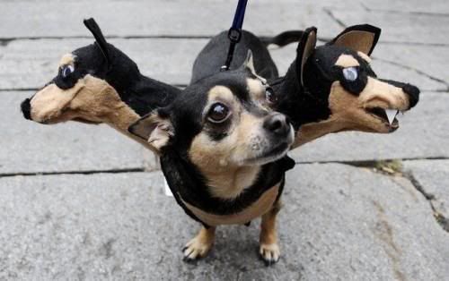 images3-headed-dog.jpg