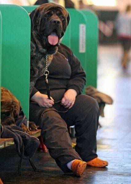 imagesDog-face-woman.jpg